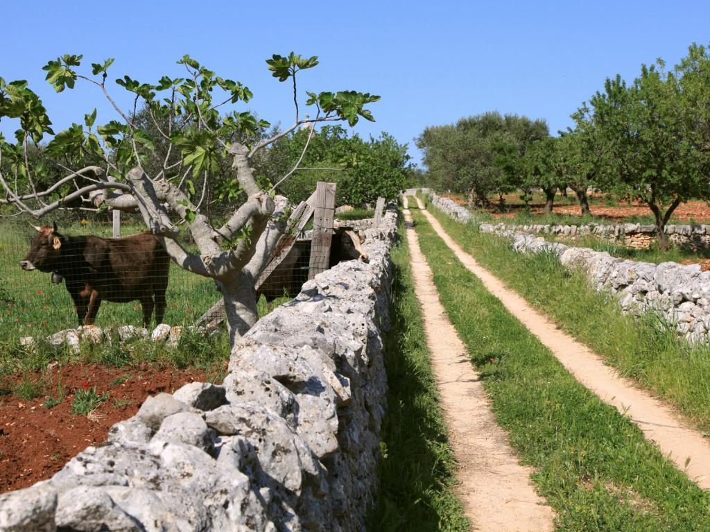 Pietraluce Konuk evi Alberobello Dış mekan fotoğraf